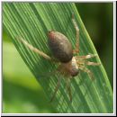 Clubiona reclusa - Sackspinne.jpg